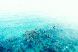 海藻の栄養素